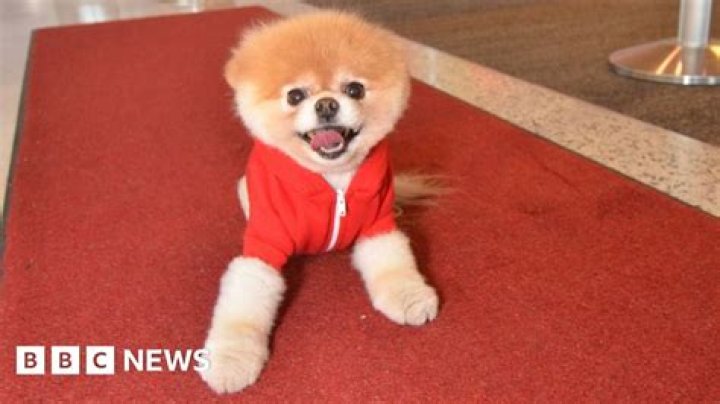 Did boo the POM die?