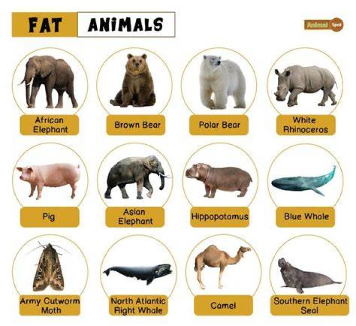 Does chocolate have animal fat in it?