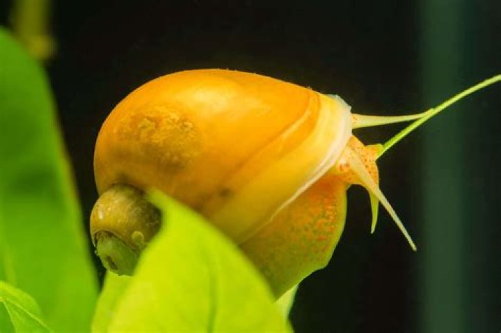 How do gold Inca snails reproduce?