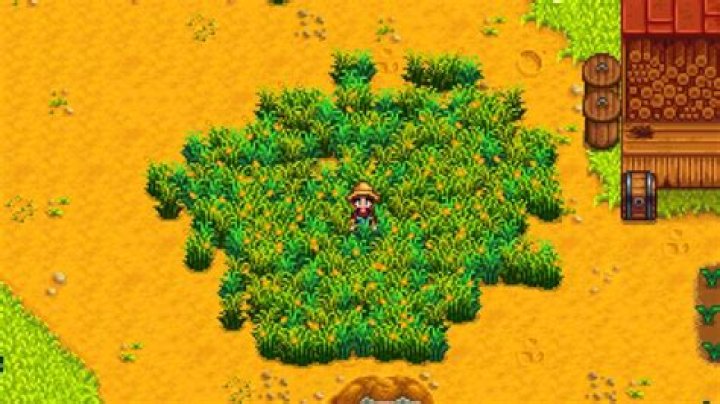 How do I get more hay in Stardew Valley?