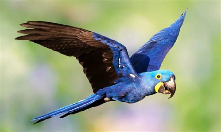 How many blue macaws are left in the world 2020?