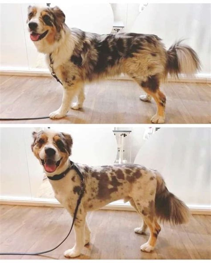 Is it OK to shave my Australian shepherd?