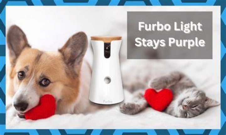 What does it mean when your furbo light is purple?
