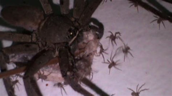 What is a clock spider?