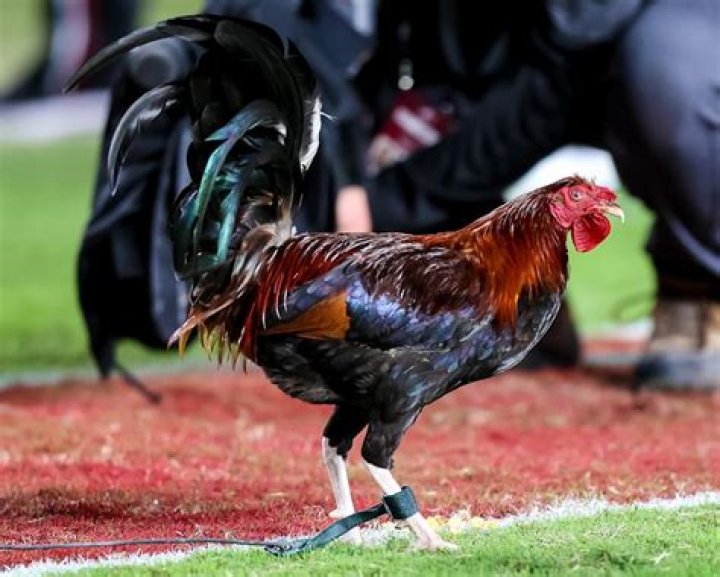 What is a gamecock mascot?