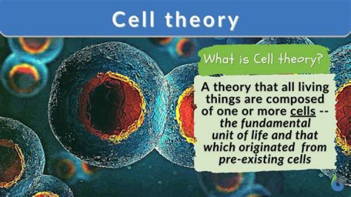 What stores information in a cell?