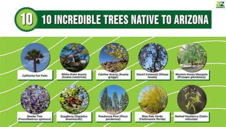 What trees are not allowed in Arizona?