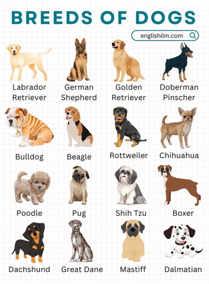 What type of dog is an Iggy?
