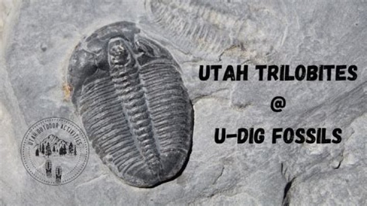 Where are the fish fossils in Utah?