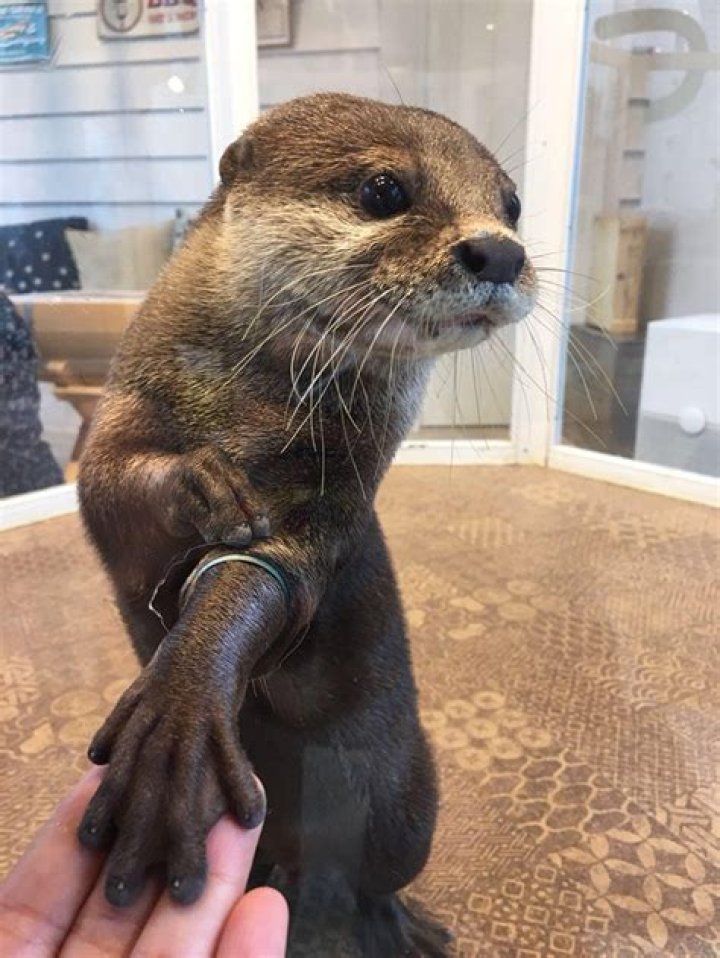Where can you hold hands with an otter?