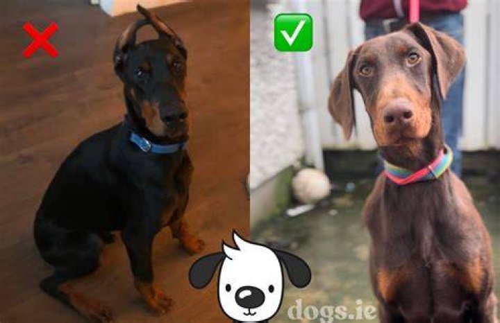 Why do Dobermans cross their legs?