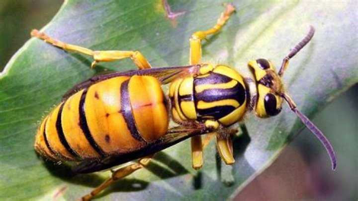 Will peppermint oil keep yellow jackets away?